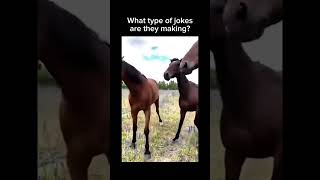 Follow for more inspirations ☺️ funnyanimals funnyvideo horses [upl. by Pryor222]