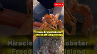 Miracle Orange Lobster Freed off Long IslandUSAUKEuropebrazilAsiaAfricaIndiaAustraliaNews [upl. by Enirrok]