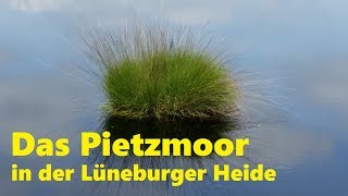 Pietzmoor  bei Schneverdingen in der Lüneburger Heide [upl. by Loreen]