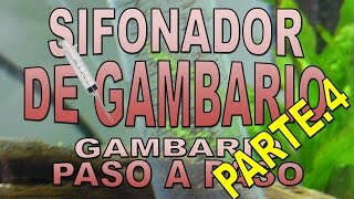 SIFONADOR CASERO DE GAMBARIO Primer resumen del gambario [upl. by Virgie]