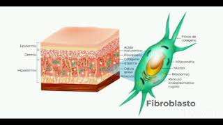 Anatomía y fisiología de la hipodermis [upl. by Anelhtac]