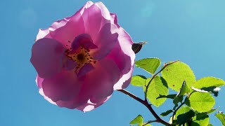 Hérault  découvrez une roseraie magnifique et en fleurs à côté du lac du Salagou [upl. by Ispep]