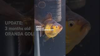 3 Month Old Oranda Goldfish Babies  Juvenile Goldfish Growth orandagoldfish babygoldfish [upl. by Pepi]