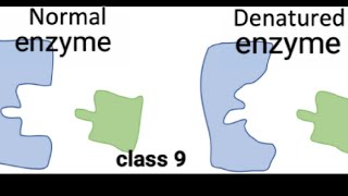 Denaturation of enzymeswhy enzymes are denaturedclass 9biology kaghanacademy4742 [upl. by Ferneau]