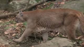 Monday December 5th Mountain Lions in New Hampshire Part II [upl. by Nodroj]