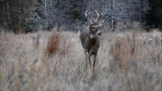 Niobrara Valley Preserve WhiteTailed Buck [upl. by Imhskal]