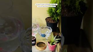 Tetra Glo amp Beta Fighter Fish 🐠🐟 Lemon Cypress amp Spider Plant indoor set up🪴 indoorplants beta [upl. by Abeu]