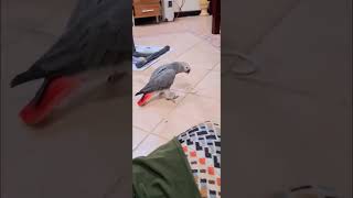 Chikkus play time  Malayalam talking parrot  shorts shortsfeed [upl. by Aihsenor]