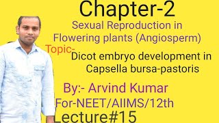 Development of dicot embryo development in Capsella bursapastoris [upl. by Sackman267]