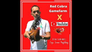 Red Cobra Gamefarm X Engr Sonnie Magtibay [upl. by Ggerk222]