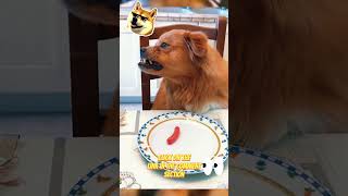 I love My Funny Pet funny usamemes funnyvideos usacomedy duet memes comedyvideos memesusa [upl. by Nefets]