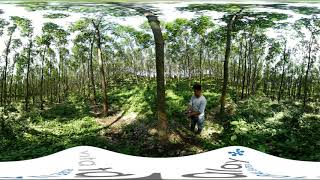 Vita Talalay Latex  Our Sustainable Rubber Tree Plantation 360 VR Experience [upl. by Anurag]