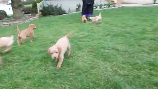 Miniature Labradoodle Puppies For Sale [upl. by Abigael]