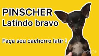 CACHORRO LATINDO BRAVO PINSCHER É CÃO DE GUARDA OU PINSCHER ACUADO BARKING DOG SECURITY DOG [upl. by Gwenore]