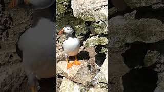 Bempton cliffs puffin naturelovers birds wildlife puffins puffin bird rspb uk nature [upl. by Aremahs]