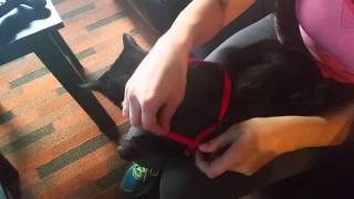 How to put on a cat harness [upl. by Tekla]