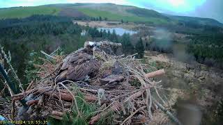 Llyn Clywedog 1 Osprey Nest☀️070424 [upl. by Sadirah250]