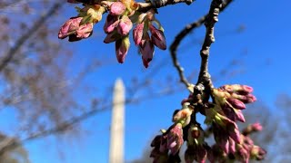 Bloom Watch DC cherry blossoms reach stage 4 [upl. by Hooke]