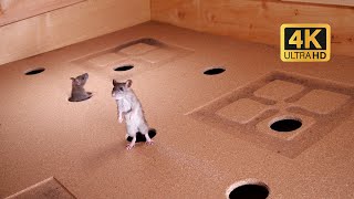 Videos for Cats  Mouse in The House with Frog Sounds🐭 A Video for Cats to Watch Mice 🐭 10 HOURS 4K [upl. by Cecilia]