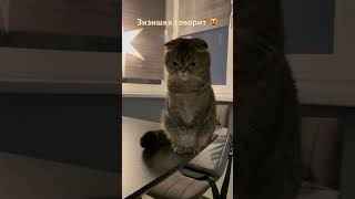 Зизишка разговаривает 😻♥️зизишкакэт зизишка cat кот котик смешное зизечка зизи [upl. by Krysta194]