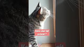 Pourquoi le chat fait ce bruit aux fenêtres  Il caquette [upl. by Onurb424]