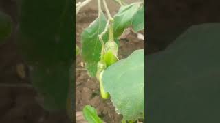 brinjal plant on my terrace garden 🏡 we can grow organic vegetables on our terrace [upl. by Lilla]