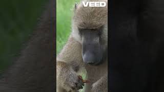 Amazing Facts About Ethiopias Galada Baboon wildlife animals facts mammals fox nature [upl. by Dene]