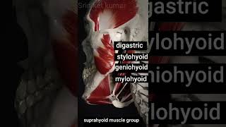 suprahyoid muscle group  suprahyoid muscle 3D [upl. by Allemaj]