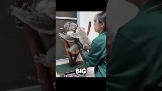 How KOALAS are being WEIGHTED 🐨🥰 animals cute funny shorts [upl. by Cooe]