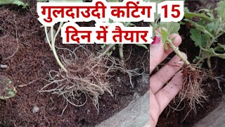 How to grow Guldaudi Cutting Guldaudi winter flower plant cutting se kaise taiyar kare [upl. by Notelrac]