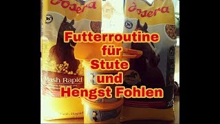 FMA Meine Futterroutine für Stute und mein erstes eigenes Hengst Fohlen josera [upl. by Marron478]