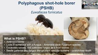 Polyphagous shothole borer in Western Australia – emergency response at the urban interface [upl. by Nav]