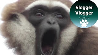 Close Up Gibbon With Its Amazing 100 Decibel Voice [upl. by Nwahsud250]