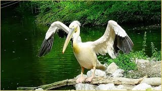 Pelecanus onocrotalus  Linnaeus 1758  Pelecanidae  Pélican blanc  France  082019 [upl. by Lubet980]