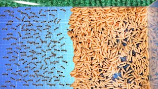 1000 Ants Versus 1000 Maggots Who Will Win [upl. by Phene]