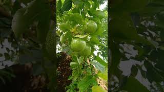 passion fruit 😋😋😋😋😋😋 shortsvideo fruit passion [upl. by Arob258]