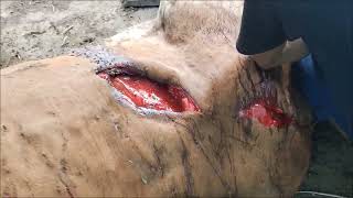 Lacerated deep wound treatment in gaumata suture healing art painrelief gaushala cow [upl. by Lindsy]