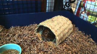 Batman the Guinea Pig Chirping [upl. by Tingey]