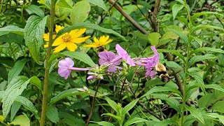 Snowberry Clearwing Hummingbird Moth Hemaris diffinis on Carolina Phlox [upl. by Ayita]