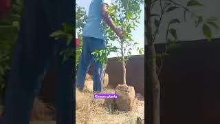 Kinnow plants 2yearfarming kinnow plants for sale 9803797000funny [upl. by Yager178]