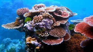 Korallen ﻿﻿coralreef ﻿﻿reeftank ﻿﻿corals ﻿ aquarium﻿﻿ meerwasseraquarium﻿﻿ SaltwaterAquarium [upl. by Aix]