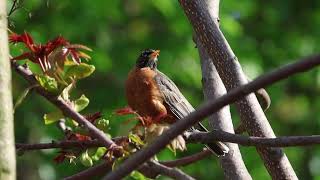 American Robins Relaxing on Ailanthus [upl. by Aenal]