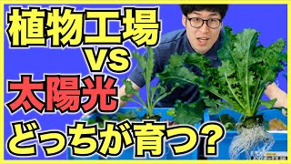 【結果発表】野菜の水耕栽培は室内のLEDと屋外の太陽光ではどちらがよく育つのか？【ミニ植物工場】 [upl. by Asilrac810]