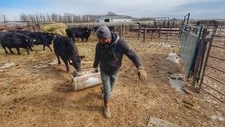 Calving in the Cold [upl. by Halley]