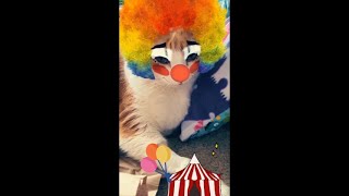 Cat Clown [upl. by Emelen180]