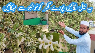 Star Jasmine Flowering and Fragrance Vine  ایسی بیل جو پورے گھر کو خوشبو سے مہکا دے [upl. by Junia645]