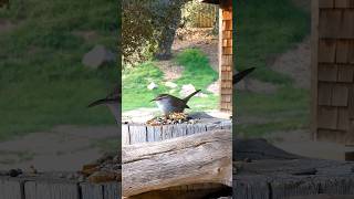 Bewicks Wren🐦Plump Wren Buffet bewickswren [upl. by Haliehs570]