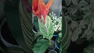 beautiful flower canna liye plant [upl. by Elleved]