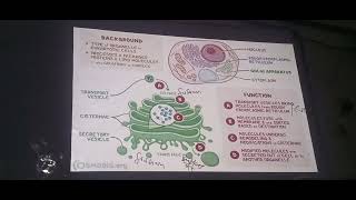 chp3 bio golgi apparatus golgi bodies class 11 sum academy larkana [upl. by Lynn]