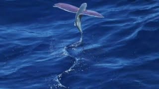 Can flying fish actually fly Exocoetus [upl. by Ahsiuq]